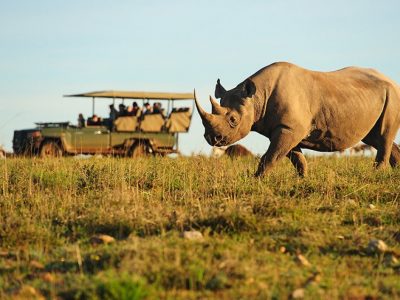 Volunteer RSA - Wildlife Conservation-min