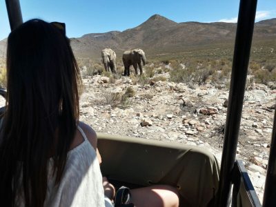 Volunteer Südafrika Elefanten-min