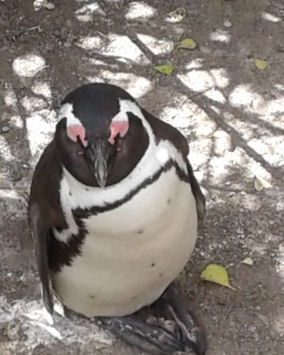 Volunteer Südafrika Pinguin-min